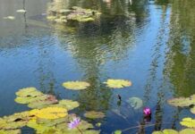 Cold Water in Ponds: Why It’s Crucial for Healthy Ecosystems