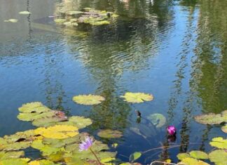 Cold Water in Ponds: Why It’s Crucial for Healthy Ecosystems
